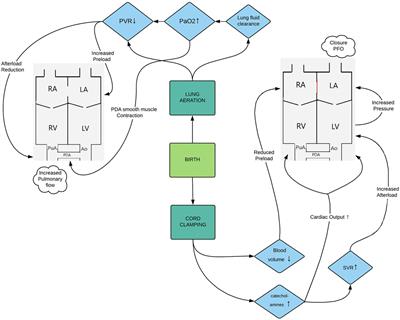 Monitoring Circulation During Transition in Extreme Low Gestational Age Newborns: What’s on the Horizon?